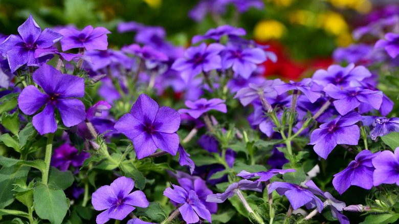 Vibrant violet flowers of a kind of hybrid phlox