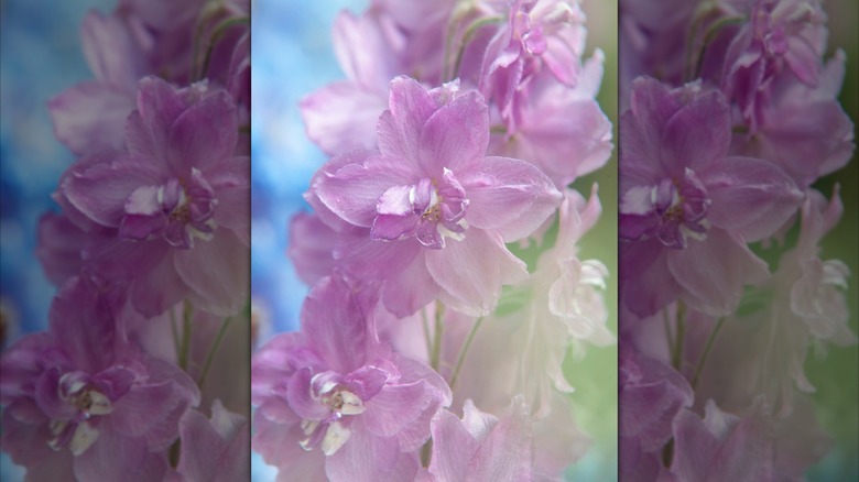 Blush pink flowers of New Millennium delphinium