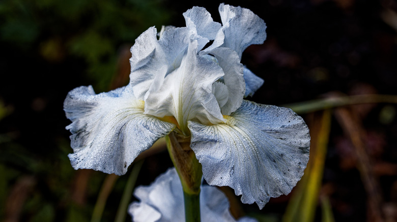 White blooms of reblooming bearded iris