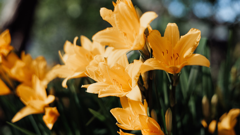 Stella de Oro reblooming daylilies