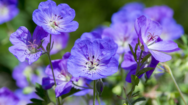Violet flowers of Rozanne geranium in bloom