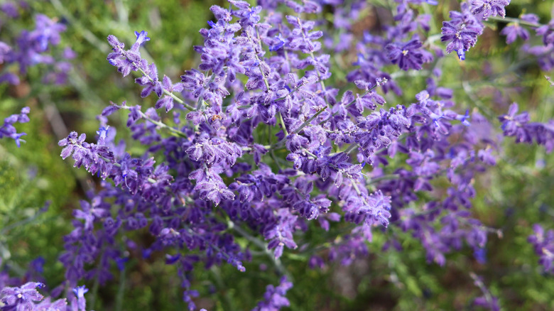 Purple flowers of Russian sage