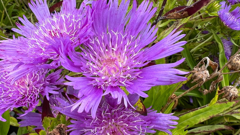 Stokes' aster's lilac blue flowers in bloom