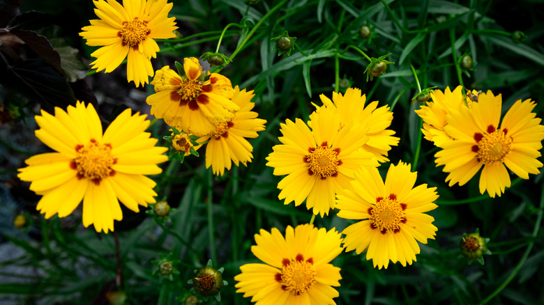 Yellow flowers of tickseed in bloom