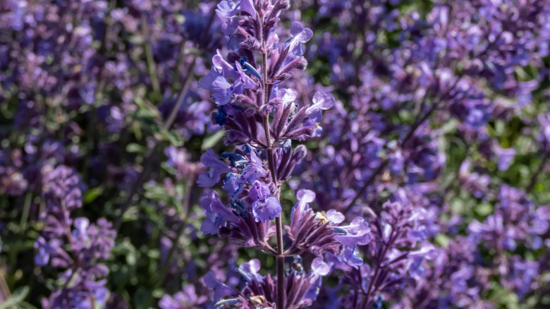 Lavender blooms of Walker's Low catmint