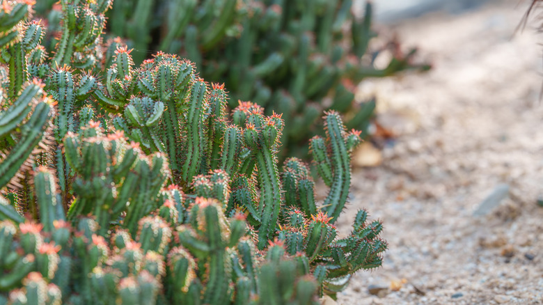 African milk barrel plants with spiky, cactus-like stems