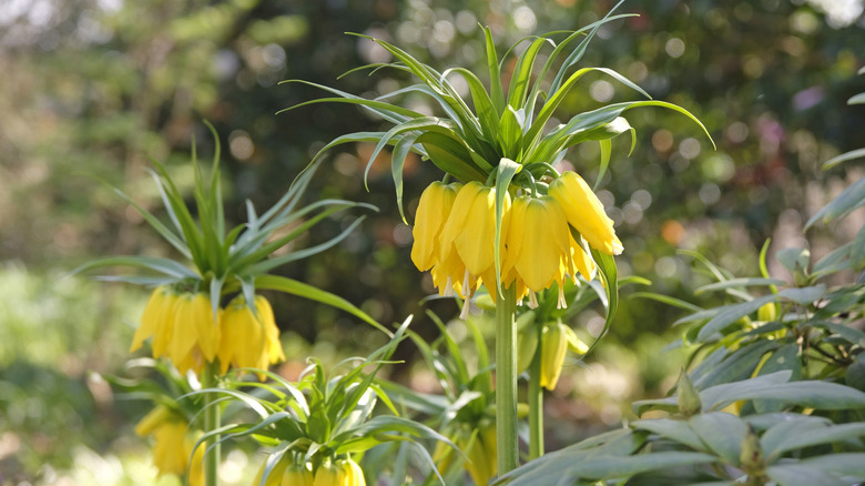 Crown imperials in bloom, with yellow flowers hanging upside down
