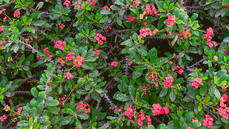 Crown of thorns plants in bloom, with small pink glowers and spiky stems