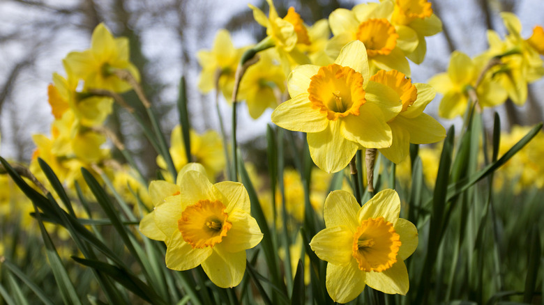 Yellow daffodils blooming in garden