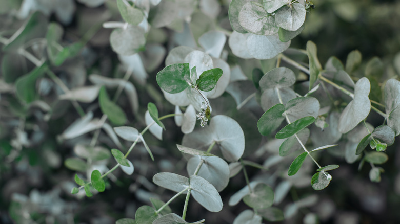 The round leaves of a eucalyptus plant