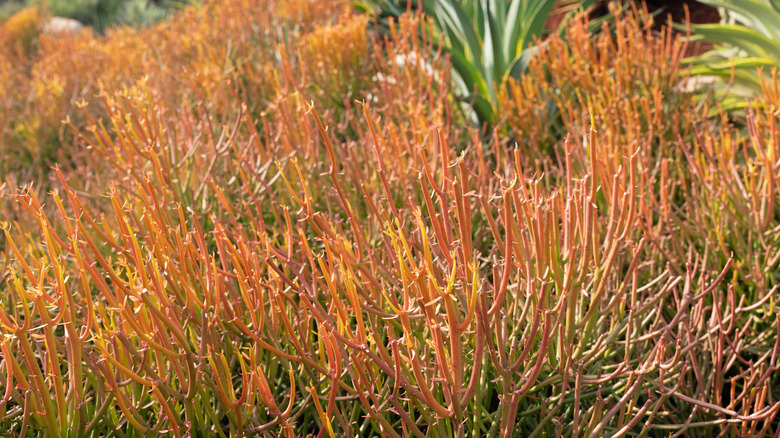 The bright orangey-red stems of fire sticks plants outdoors