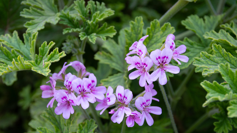 A Pelargonium plant with curled leaves and purple flowers