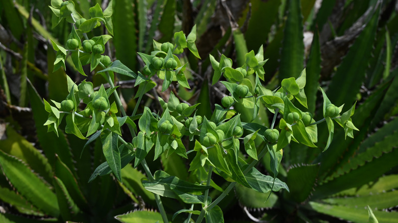 The green leaves and buds of a gopher spurge plant