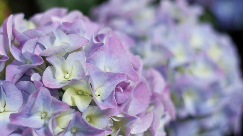 A closeup of a single cluster of hydrangea flowers
