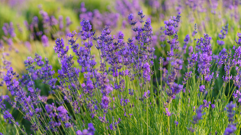 A field of purple-flowered lavender