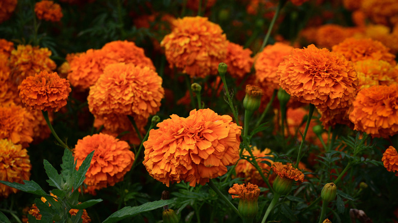 Orange African marigolds growing outdoors