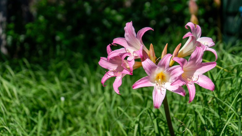Amaryllis belladonna's pink and yellow flowers in bloom