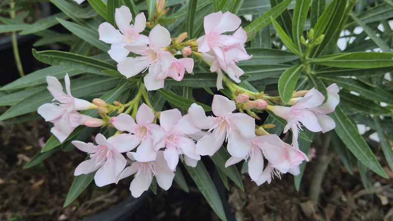 An oleander plant with pale pink flowers