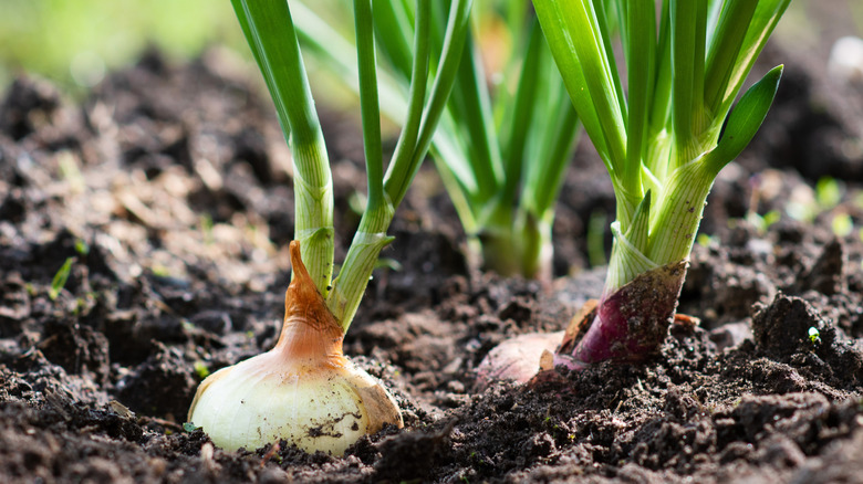 Onions growing in garden soil with the bulb exposed