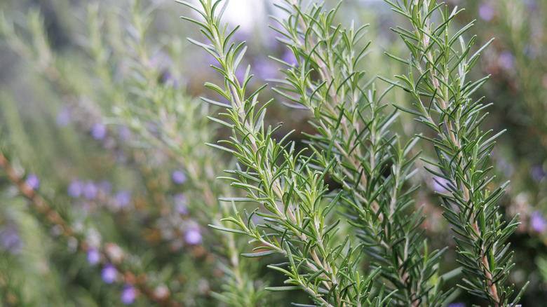 The stems and leaves of a rosemary plant