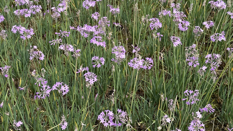 A field of society garlic with small purple flowers