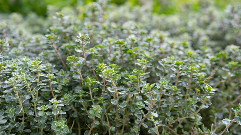 A bunch of thyme growing outdoors