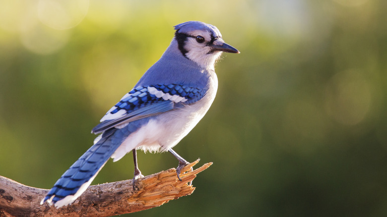Blue jay on tree branch
