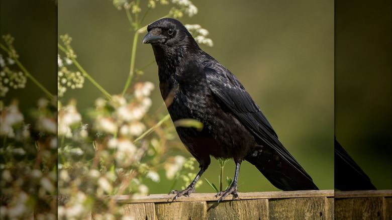 Crow perched on fence