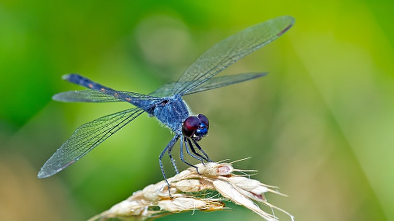 Dragonfly in yard