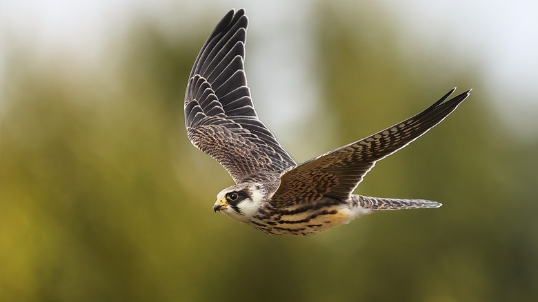 Falcon in flight