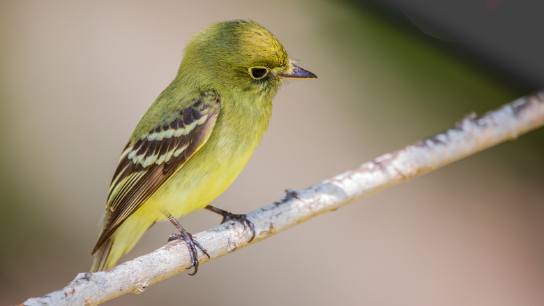 Flycatcher on a branch