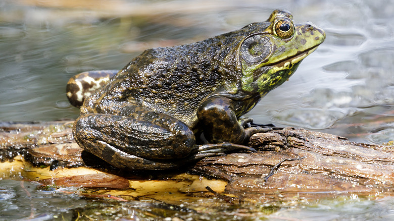 Bullfrog on rock