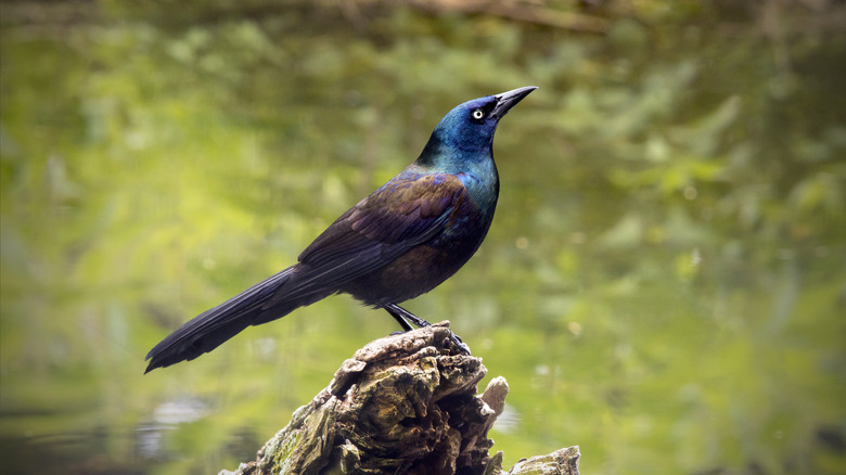 Grackle on a fallen tree branch