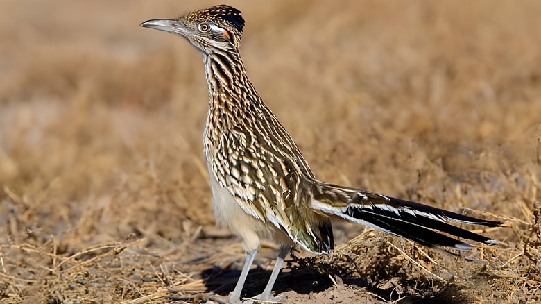 Greater Roadrunner bird