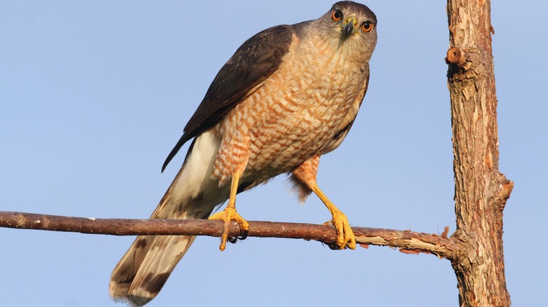 Coppers hawk on tree branch