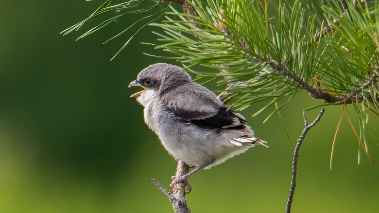 Loggerhead Shrike in a tree