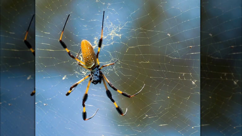 Orb-weaver spider in cobweb