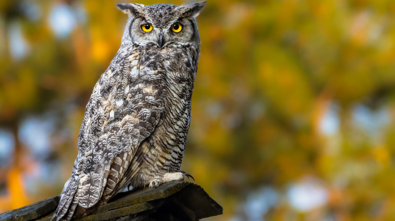 Owl on a roof