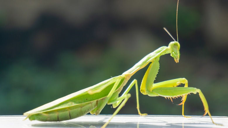 Praying mantis