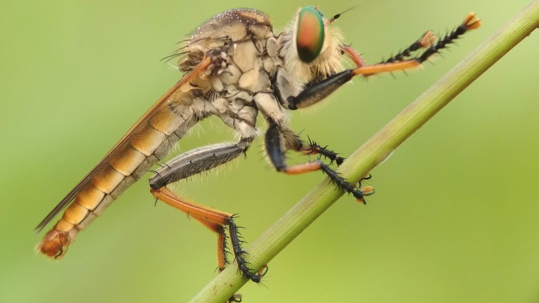 Robber fly on grass stalk