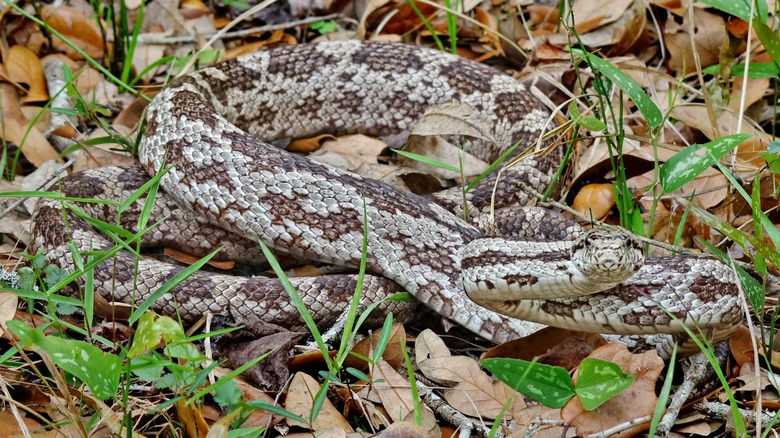 Gray rat snake in grass