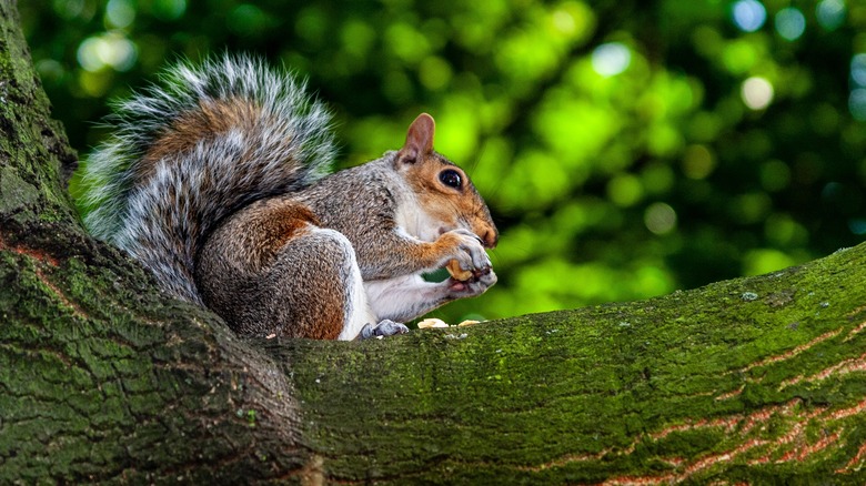 Squirrel in a tree