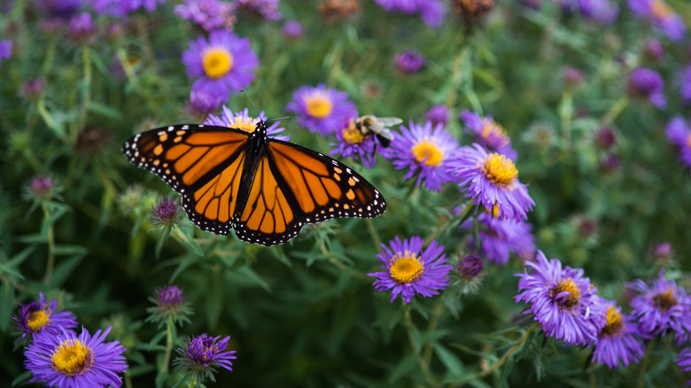 Monarch butterfly and bee perched on purple and yellow aster flowers