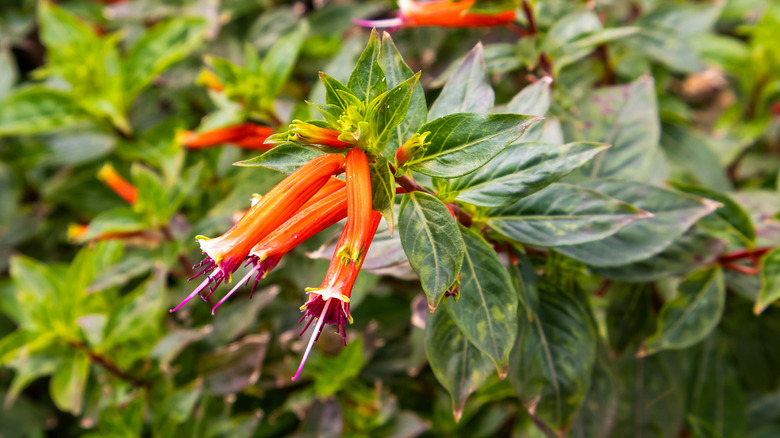 Orange-red, trumpet-shaped blossoms on cigar flower
