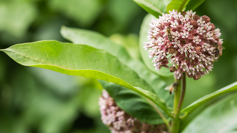 Close-up of pinkish-white milkweed blossoms
