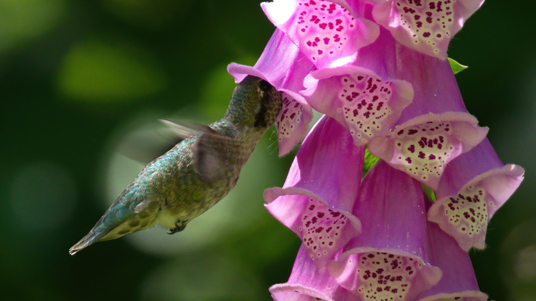 Hummingbird with beak inside a pink foxglove blossom