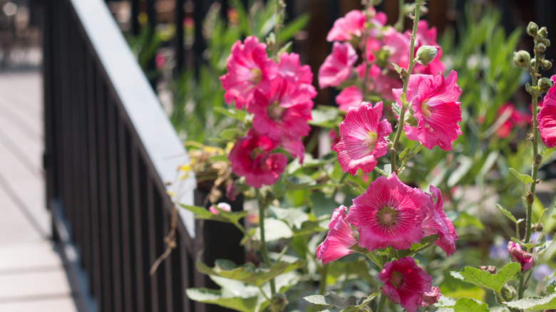 Pink hollyhocks growing next to deck