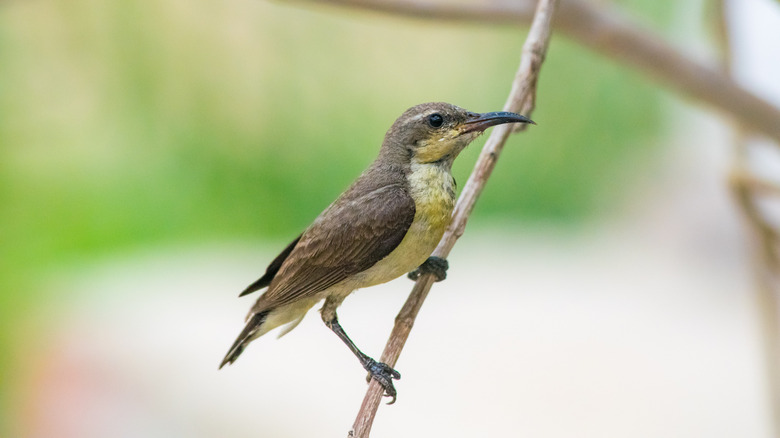 Hummingbird perched on a twig