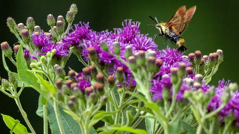 Bee perching on purple ironweed flowers