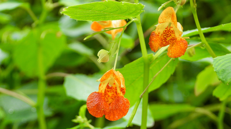 Close-up of orange jewelweed blossoms
